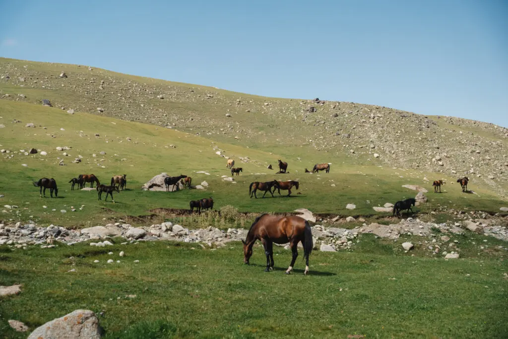 horses in the mountains eating grass