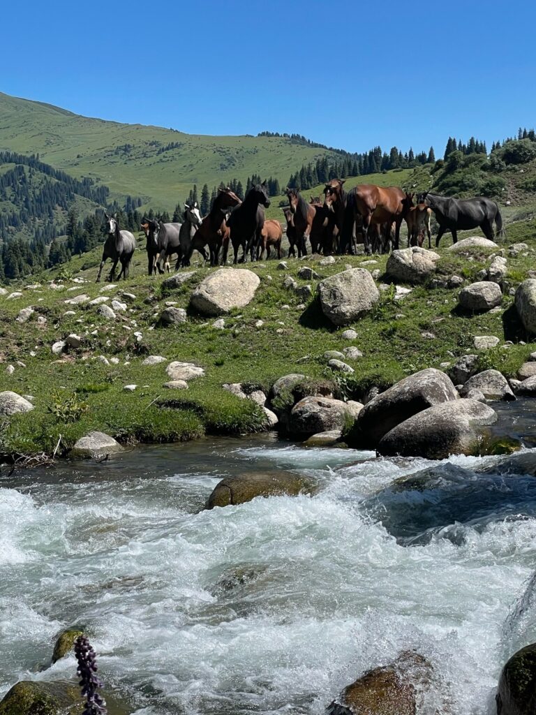 wilde paarden en rivier in de bergen